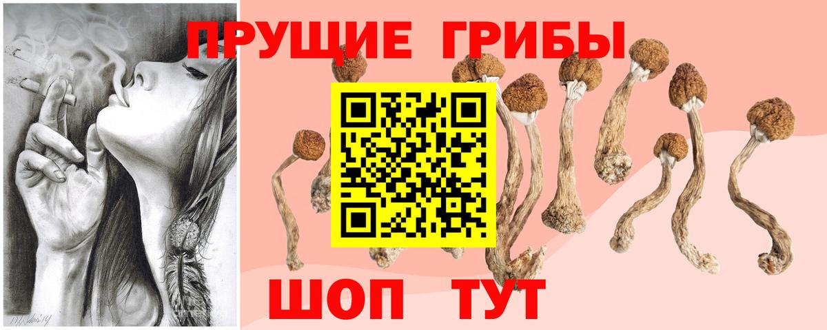 Галлюциногенные грибы Psilocybe Зеленогорск